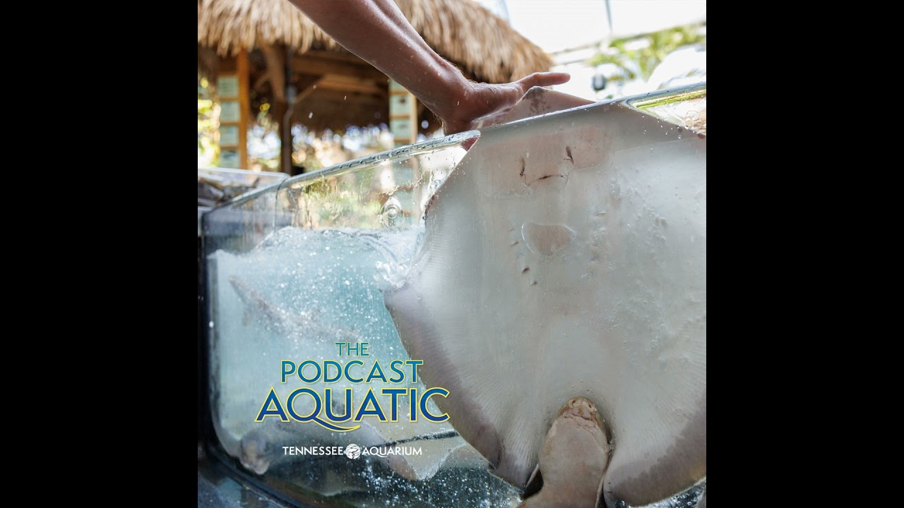 Everybody Loves Rays, Man