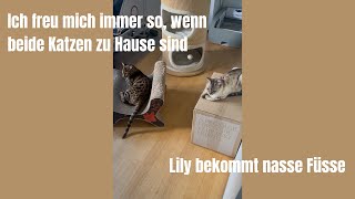 Ich freue mich immer so, wenn beide Katzen zuhause sind #katzen #katze #kater #katzenvideos #miau 