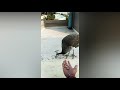 Do this to call peahen !