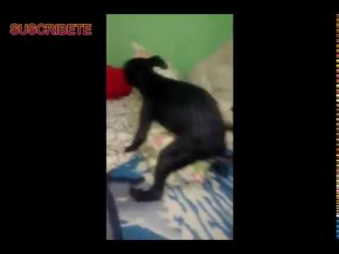 El Perro Pajero / Aldo Burgos - YouTube