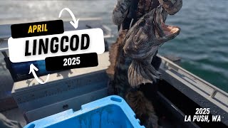 Monster Lingcod Fishing: 40lb Giant out of La Push, WA
