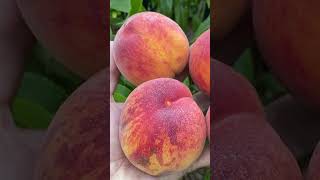 Avalon Pride Disease-Resistant Peach Avalon Pride Disease-Resistant Peach