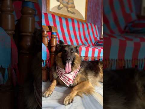 Mana Joliki Vaste Brotheruuu Kadapakodalukittu Love Germansheparddog