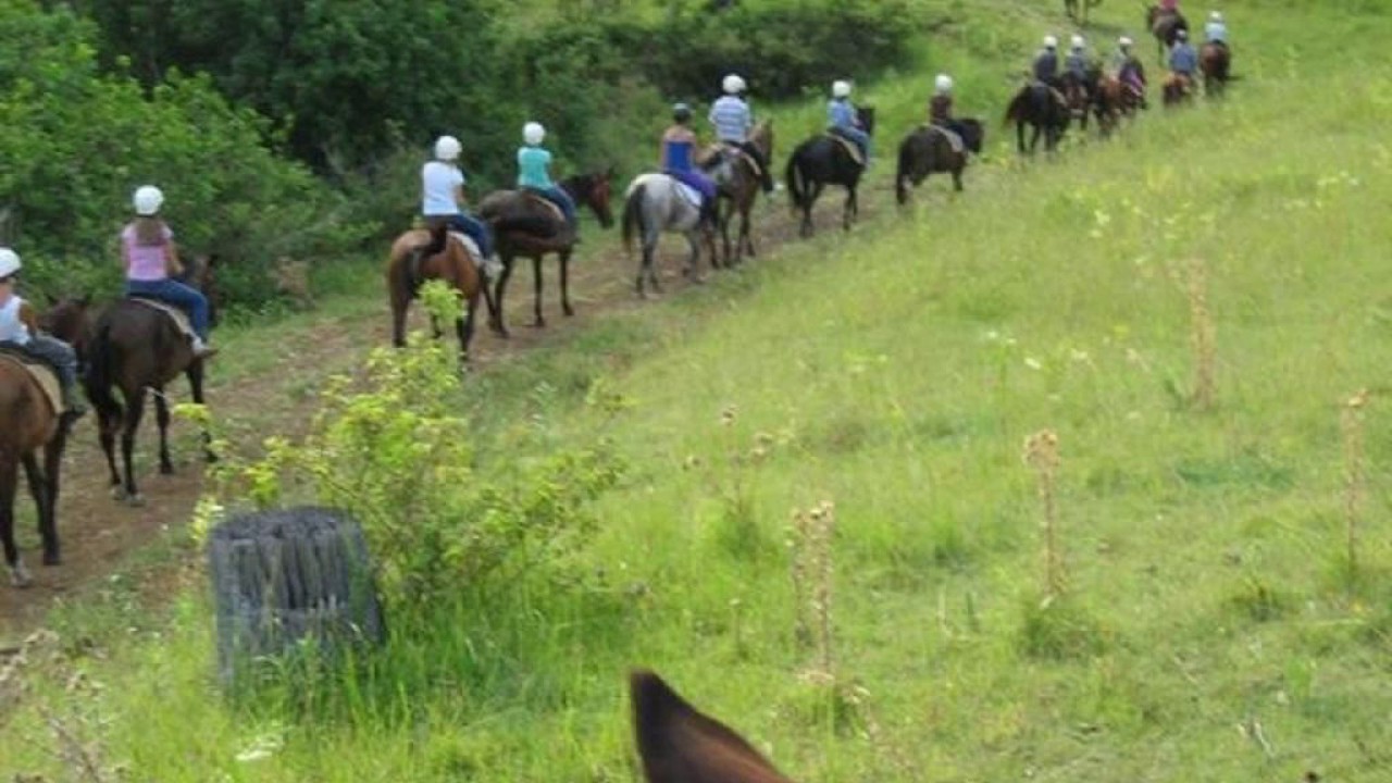 Gumnuts Farm Resort - Hotel in Canungra, Australia