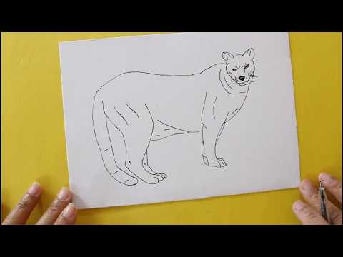 Comment dessiner un couguar facile