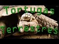 ⏱️ Tortugas Terrestres | En 1 minuto