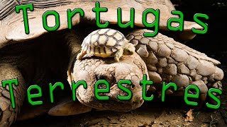 ⏱️ Tortugas Terrestres | En 1 minuto