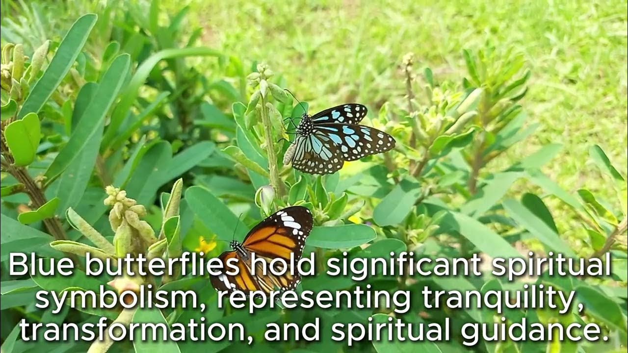 Spiritual Meaning of Blue Butterflies YouTube
