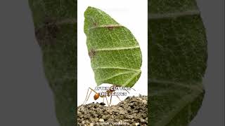 Leafcutter Ant | The Farmer Ant
