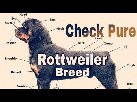 How to Check Pure Rottweiler Breed | Check Rottweiler Purity - YouTube