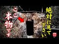 ⚠️閲覧注意！この動画が目に止まったら必ず奇跡が起こります※京都最強パワースポット⛩金運アップ天地龍神の恩恵【バーチャル参拝】日向大神宮
