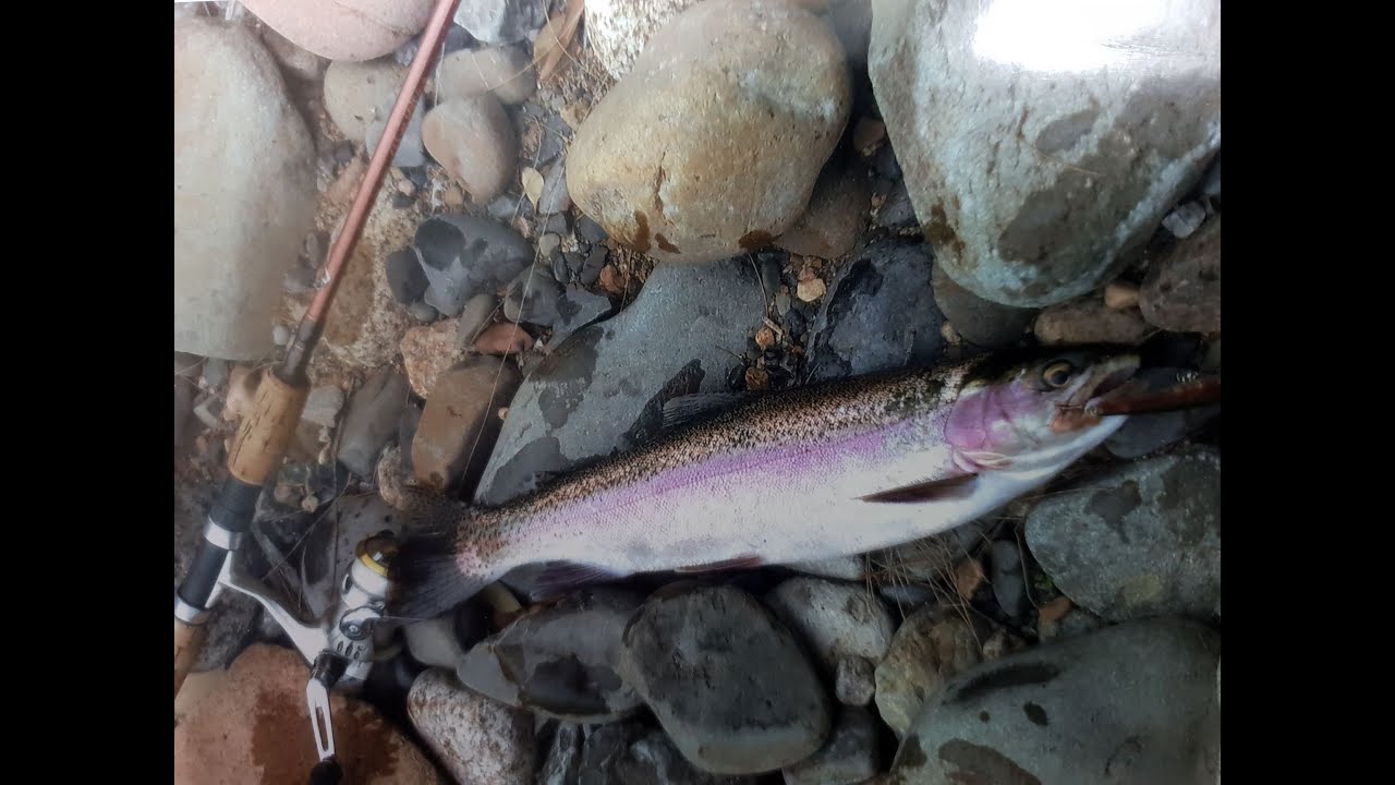 Barrington Tops Trout YouTube