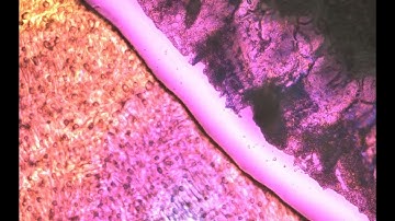 FDM _ Freeze Drying Microscope (Sample-0002)