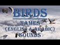 Learn Birds Names And Sounds English With Translate To Arabic