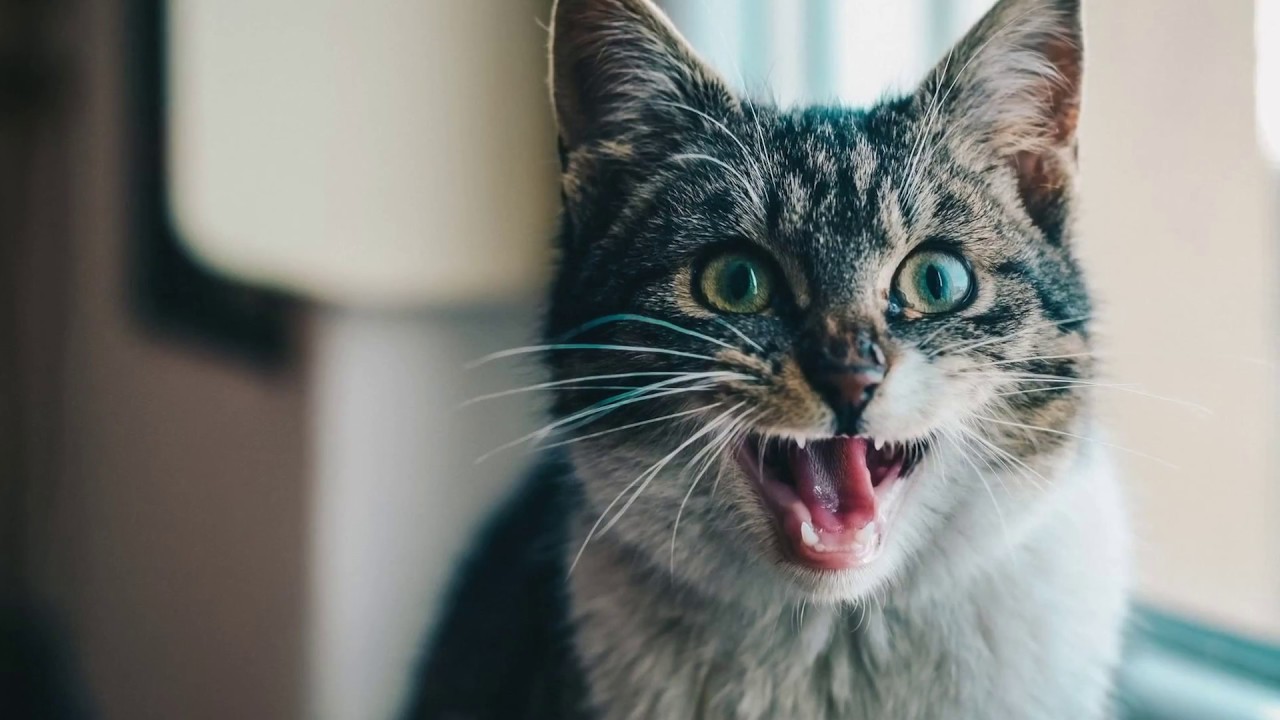 着信 音 猫 の 鳴き声