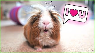 10 Reasons Why Guinea Pigs Make Everything Better.
