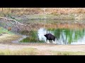 Wild Buffalo (Gaur) chases away tiger and tiger run away for life. (full version)