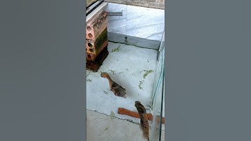 Cá Tai Tượng Ở Chung Hồ Như Này Đây #aquarium #fish