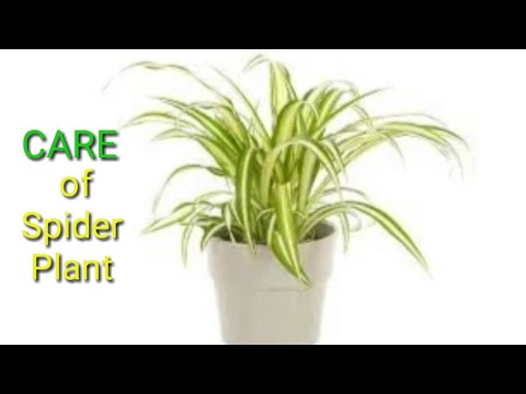 How to grow and care Spider plant // Spider plant ki black leaf disease