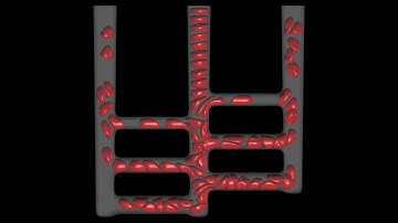 Numerical simulation for deformable motion of red blood cells in an ideal capillary network