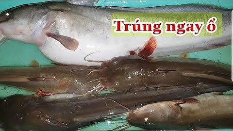 Câu cá ngát ||trúng ngay luồng cá ngát đi ăn đêm