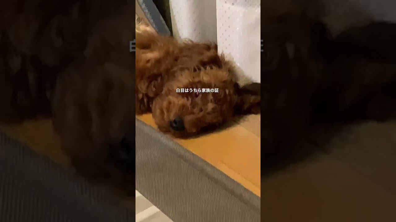 白目で寝る犬 Youtube 白目で寝る犬 Youtube