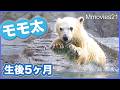 【可愛い詰め合わせ】ホッキョクグマ「モモ太」生後5ヶ月男鹿水族館GAO~A day in the life of Momota, the polar bear cub,Oga Aquarium GAO