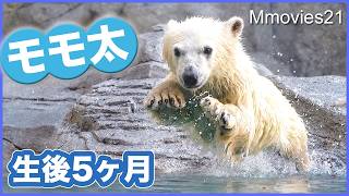 【可愛い詰め合わせ】ホッキョクグマ「モモ太」生後5ヶ月男鹿水族館GAO~A day in the life of Momota, the polar bear cub,Oga Aquarium GAO