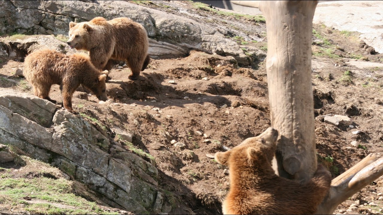 The Bear Park in Vassfaret Norway Bjørneparken