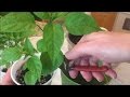 Transplanting & Pruning Peppers ~ Love Your Land