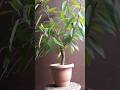 Pruning a Ficus Virens(Pilkhan)... grown from a cutting #garden #bonsai #ficusplant #trending #short