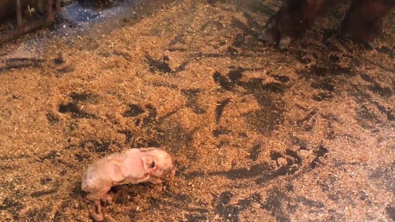 たいへんだぁ！外で産んじゃった。