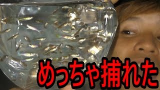 水路にいる野生の金魚を捕獲せよ！【闘魚】
