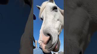 Love Me A Good Velcro Pony