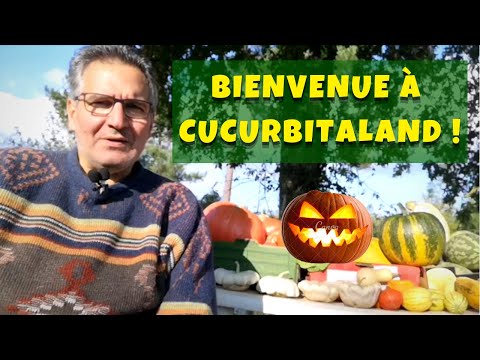 Vidéo: Quelle Est La Variété De Citrouille La Plus Sucrée ?