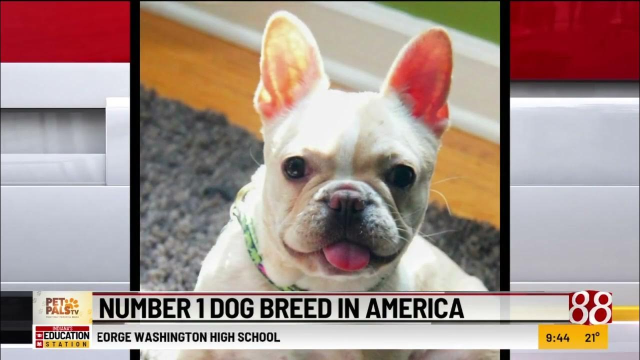 Number 1 Dog Breed in America - YouTube