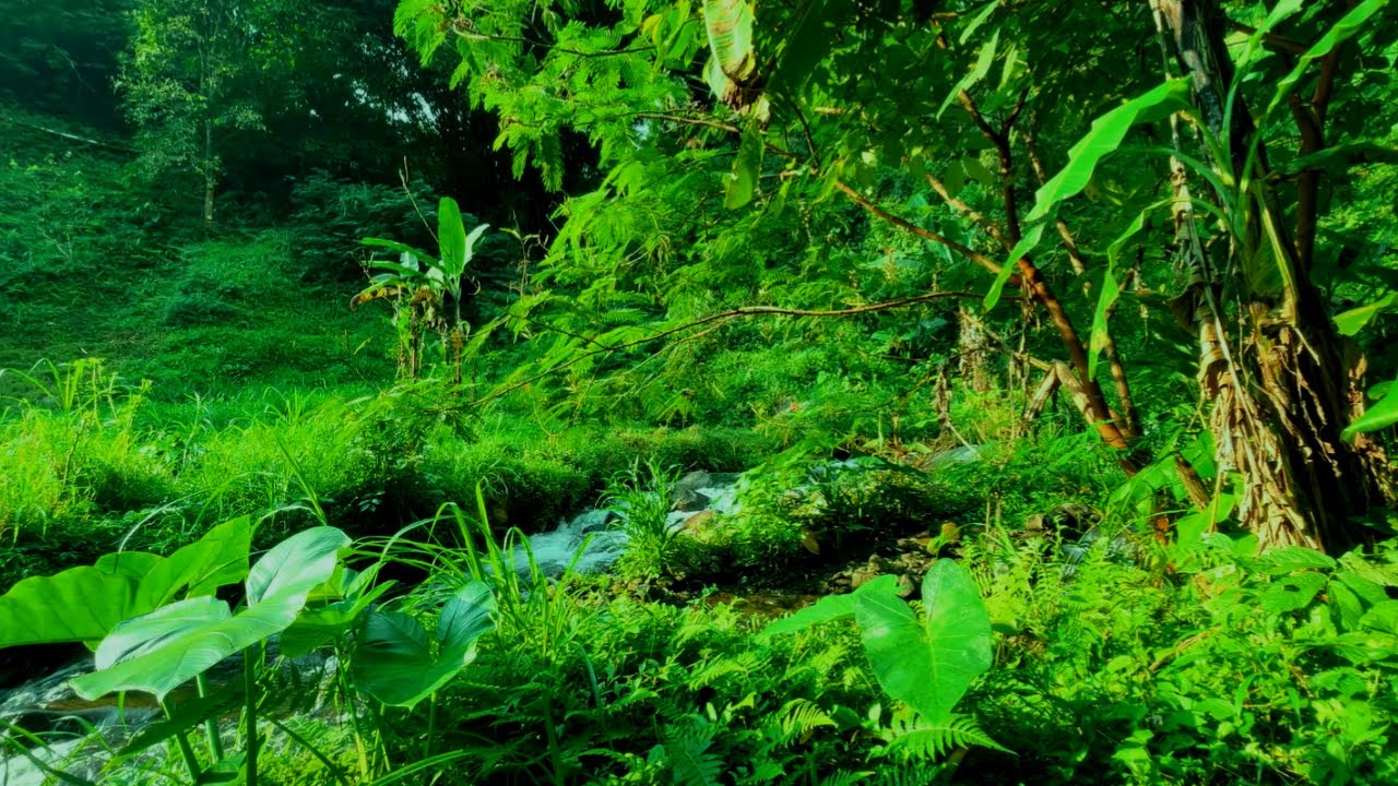 Tranquil River Sounds - Nature White Noise for Sleep, Meditation, Relaxation & Inner Peace