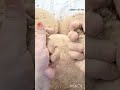 yellowmud #crumbleart #short #satisfying