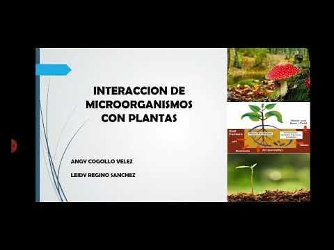 Vídeo: Interacciones De Microbios Filamentosos Beneficiosos Y Perjudiciales Para Colonizar Raíces Con Hospedadores De Plantas