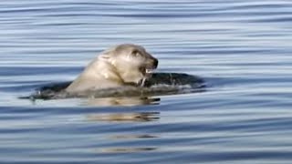 Great Male Polar Bear Swimming in Freezing Seas | Planet Earth | BBC Studios