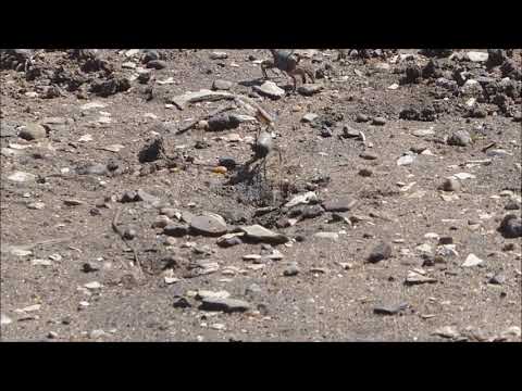 Why do Fiddler Crabs wave they're arms/claws? (1080p HD)