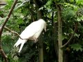 White (albino) hooded crow. Белая ворона (альбинос серой вороны).