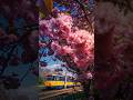 Japanische Kirschblüten &amp; Leipziger Straßenbahnen | Leipzig &amp; Tram im Frühling