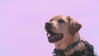 Meet Buzz, Fort Worth's A-T-F certified canine
