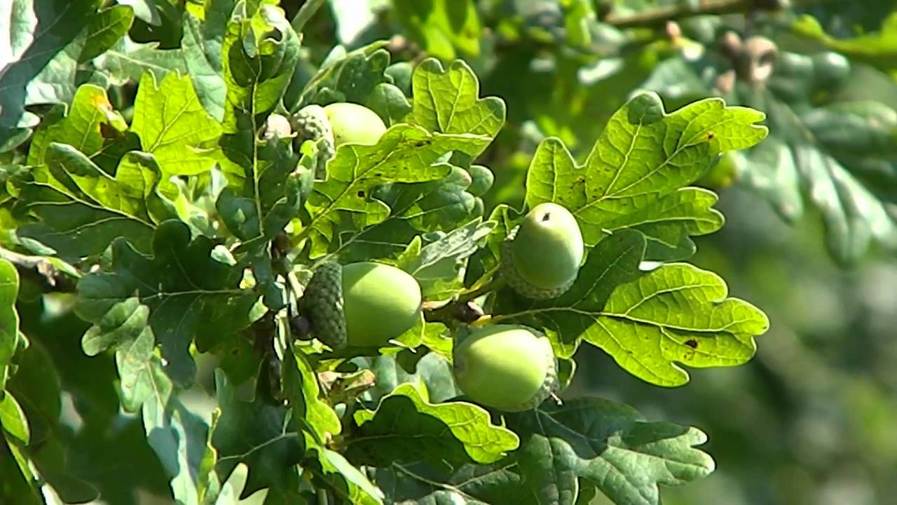 Quercus robur - YouTube