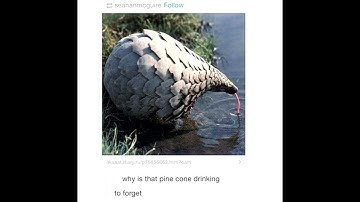 why is that pinecone drinking