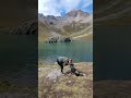 Summer in the mountains is almost here! #solohiking #dogs #rockymountains #colorado #camping #trail