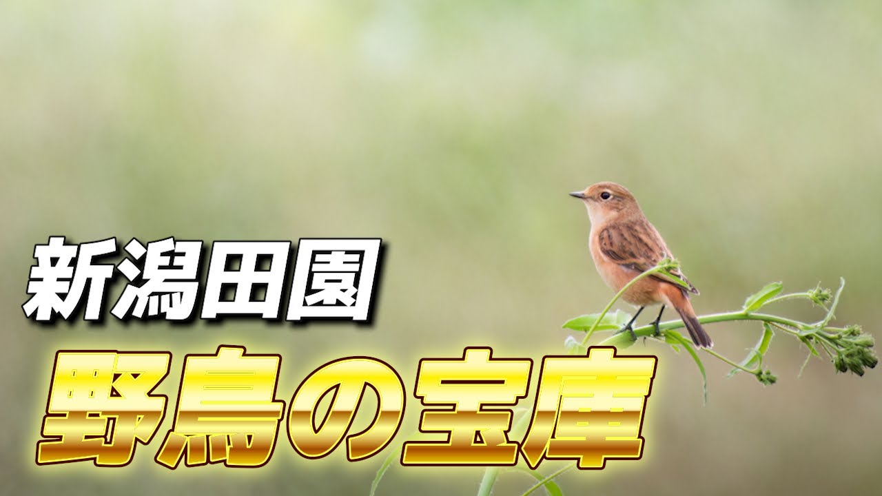 秋の新潟の田園が想像以上に野鳥の宝庫すぎた！《COOLPIX P950