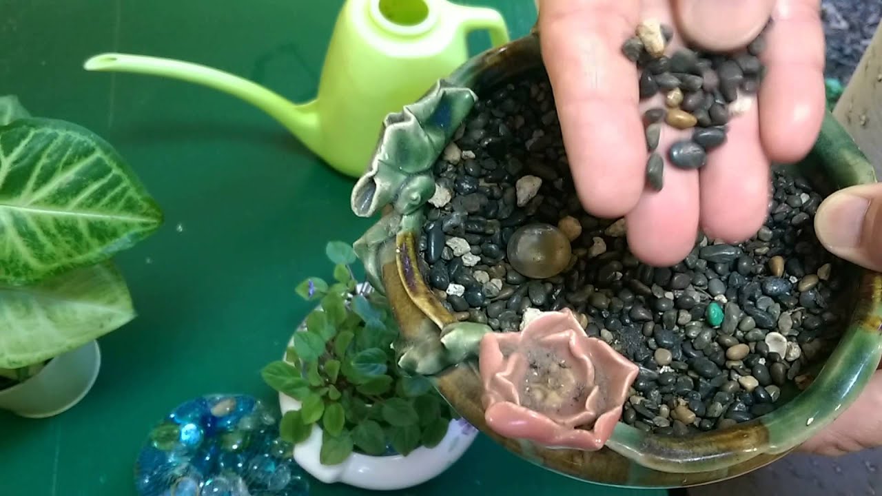 Humidity Hack: How to Make a Pebble Tray - Pistils Nursery