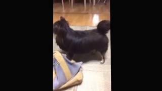 猫みたいなチワワ Youtube
